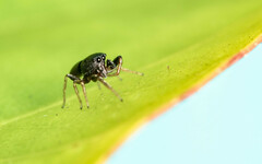 Heliophanus pygmaeus