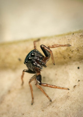 Heliophanus pygmaeus