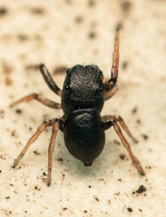 Heliophanus pygmaeus