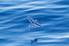 Exocoetidae