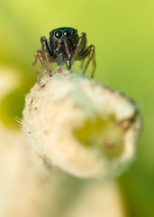 Heliophanus pygmaeus