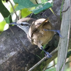 Cantorchilus leucotis