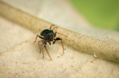 Heliophanus pygmaeus