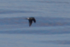 Hydrobatidae