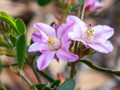 Boronia crenulata pubescens