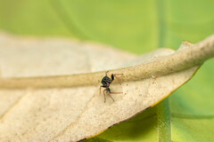 Heliophanus pygmaeus