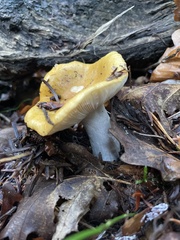Lactarius scrobiculatus
