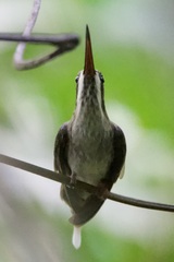Phaethornis anthophilus