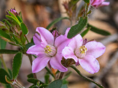 Boronia crenulata pubescens