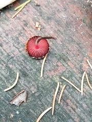 Melanophyllum haematospermum