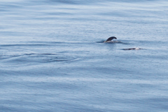 Arctocephalus townsendi