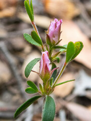 Boronia crenulata pubescens