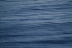 Hydrobatidae