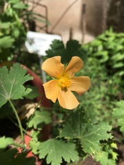 Modiolastrum malvifolium