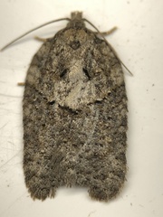 Acleris chalybeana
