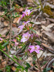 Boronia crenulata pubescens