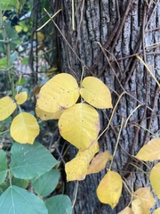 Toxicodendron radicans