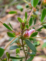 Boronia crenulata pubescens