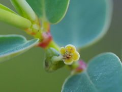 Euphorbia atoto
