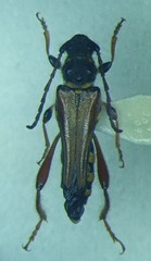 Stenopterus rufus