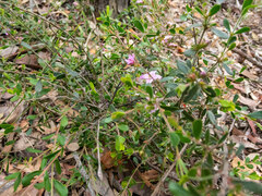 Boronia crenulata pubescens