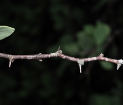 Lycium boerhaviifolium