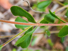 Boronia crenulata pubescens