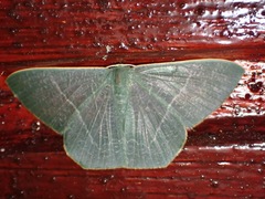Pelagodes antiquadraria