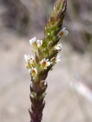 Hebenstretia integrifolia
