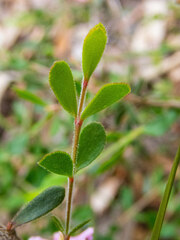 Boronia crenulata pubescens