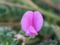 Tephrosia obovata