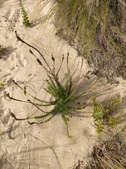 Hebenstretia integrifolia