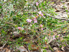 Boronia crenulata pubescens