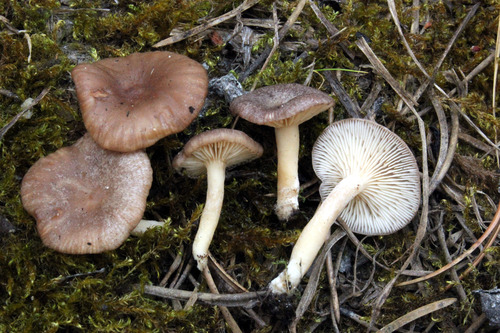 Coconut Milkcap