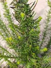 Hebenstretia integrifolia