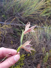 Gladiolus hyalinus
