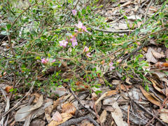 Boronia crenulata pubescens
