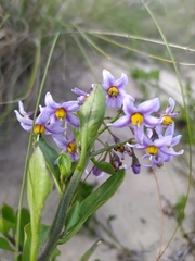 Solanum africanum