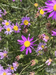 Senecio umbellatus