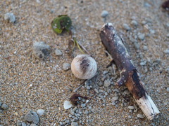 Calophyllum inophyllum