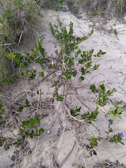 Solanum africanum