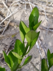Solanum africanum