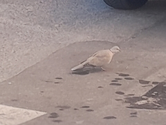 Streptopelia decaocto