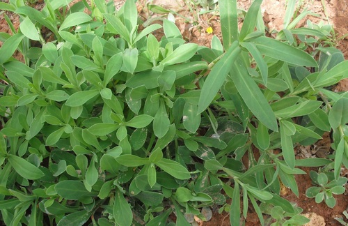 bladder campion