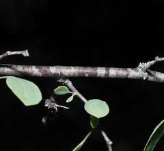 Lycium boerhaviifolium