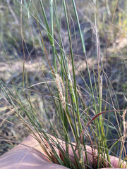 Sporobolus compositus