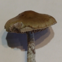 Stropharia