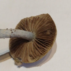 Stropharia