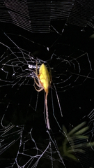 Arachnura