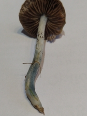 Stropharia